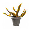 KidsDepot vilten decoratie plant Sanseveria Geel