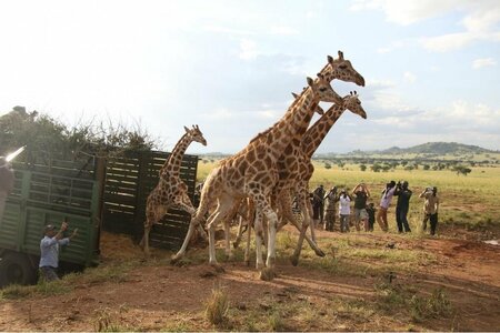 Sophie de giraf + sleutelhanger Save the Giraffes set